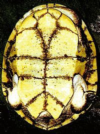 Пластрон — Вікіпедія