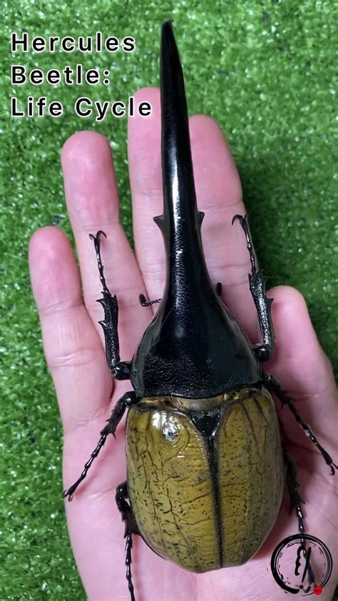 A Close Up Of A Person Holding A Small Insect In Their Hand With The