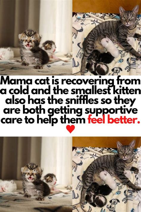 Mama Cat Is Recovering From A Cold And The Smallest Kitten Also Has The