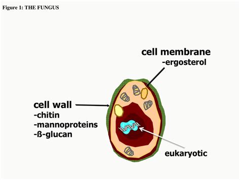 Cell Membrane Cell Wall Ergosterol Chitin Mannoproteins ß Glucan