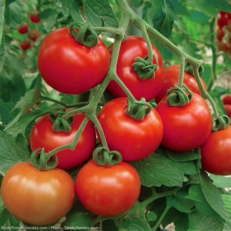 Cluster Goliath F1 Hybrid 🍅 World Tomato Society Facebook