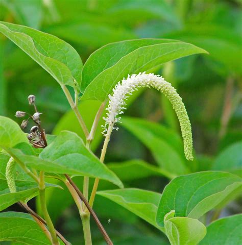 Lizards Tail Flora And Fauna Of North Carolina · Inaturalist