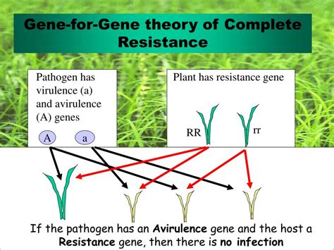 Ppt Gene Regulation And Expression In Plants Overview Plant Development And The Environment