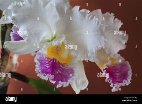 Cattleya Hi Res Stock Photography And Images Alamy