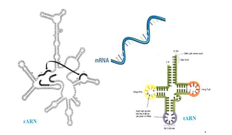 T Ng Quan V Axit Nucleic C M Y Lo I V Vai Tr C A Ch Ng Trong Sinh H C