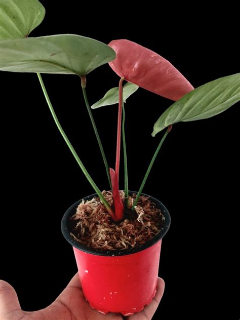 Philodendron Lynamii Amazon Plants Peru