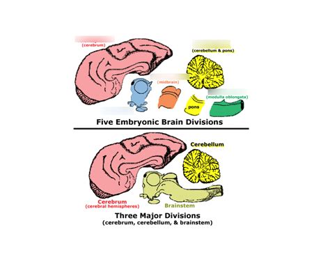 Anatomy - Divisions of the Brain Diagram | Quizlet