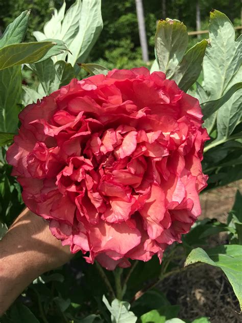 Paeonia Satin Rouge Hybrid Tree Peony Cricket Hill Garden