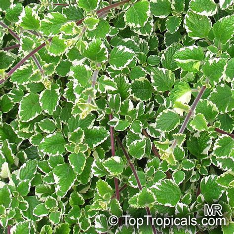 Plectranthus coleoides, White-Edged Swedish Ivy