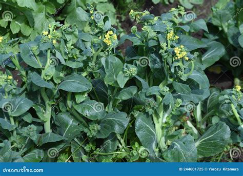 Japanese Mustard Spinach Komatsuna Cultivation Stock Image Image Of