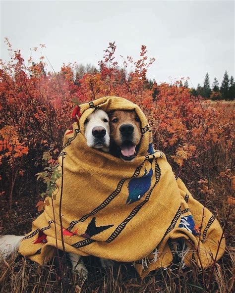 Two Dogs Wrapped Up In Blankets Sitting On The Ground Next To Some