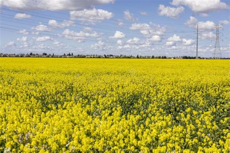 Canola Fields In Bloom On A Beautiful Day Focus On Foreground Flowers