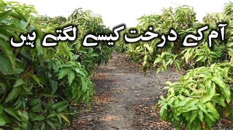 Mango Farm In Muzzafargarh High Density Mango Plantation Day