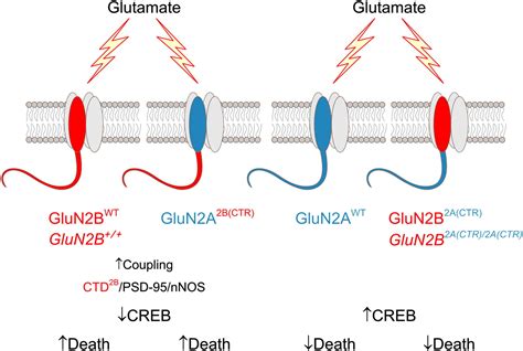 2B Or Not 2B A Tail Of Two NMDA Receptor Subunits Neuron