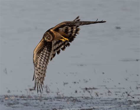 Northern Harrier Hawk Flying Low Over the Water — The Cattail Chronicles