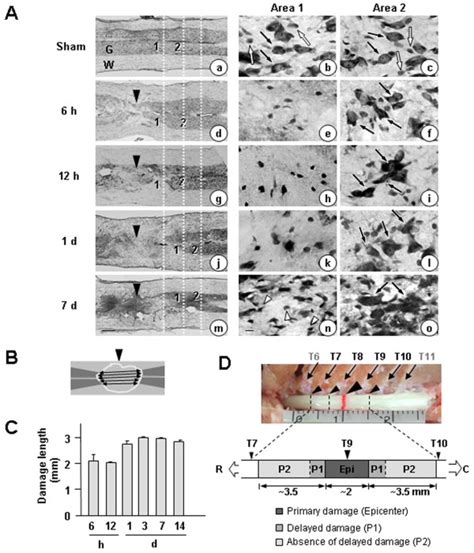 Time Dependent Gray Matter Damage In The Contusion Induced Sci Model