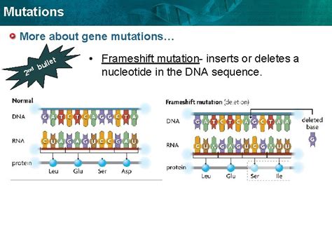 Mutations KEY CONCEPT Mutations Are Changes In DNA