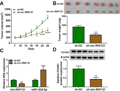 Circ Rnf Silencing Inhibited Tumor Growth In Vivo A B The Effects