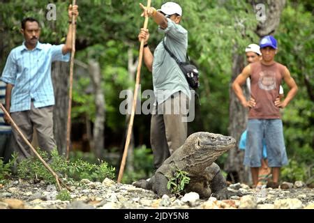 Komodo Dragon Varanus Komodoensis Standing In The Sea With Tongue