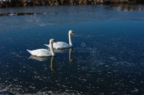 Romantische Twee Zwanen Symbool Van Liefde Een Paar Modderswans Op Het