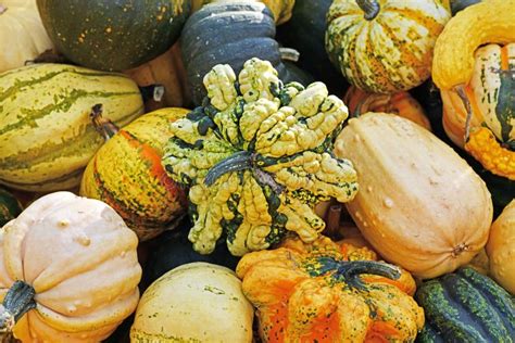 Star Shaped Warted Ornamental Gourd With Yellow And Black Striped Skin