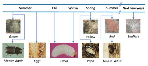 Typical life cycle of bark beetles and their effect on host tree ...