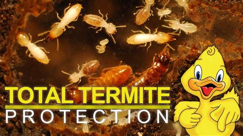 Total Termite Protection Drake Lawn And Pest Control Youtube