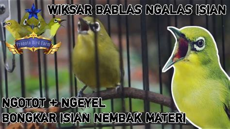 Pleci Gacor Masteran Pleci Gacor Nembak Ngeriwik Kasar Untuk