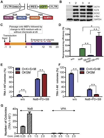 A Schematic Representation Of Retroviral Expression Vector Pmigr1