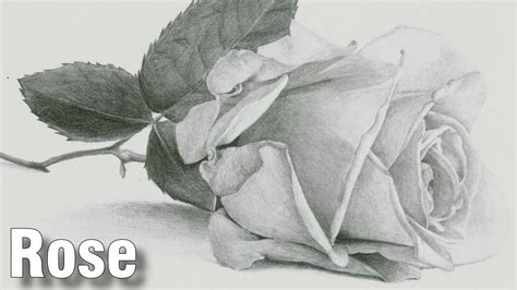 √ Realistic Drawing Of A Flower