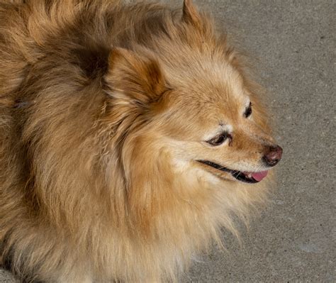 Pomeranian Dog Free Stock Photo Public Domain Pictures