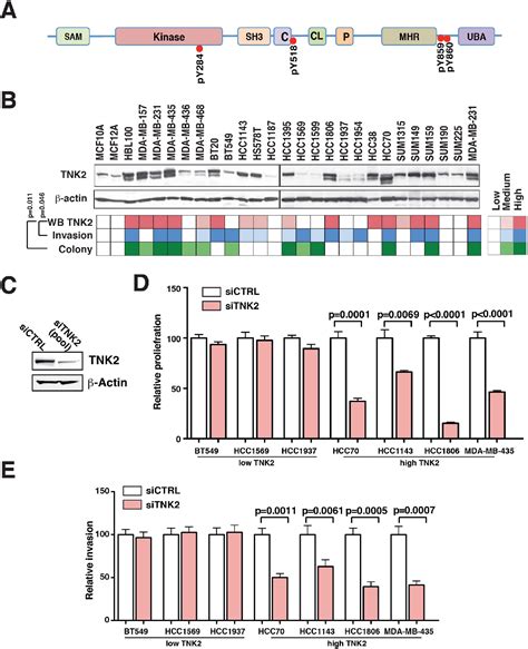 Figure 1 from The non-receptor tyrosine kinase TNK2/ACK1 is a novel ...