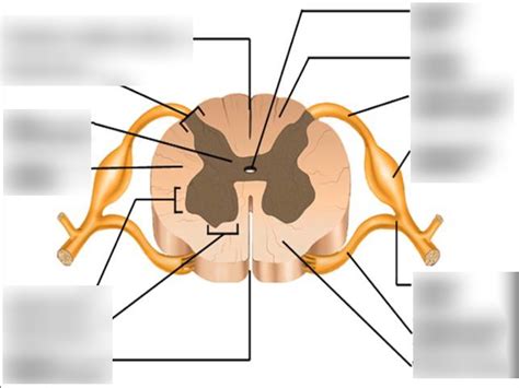 Spinal Cord Cross Section Labeling Practice SPINAL CORD Diagram Quizlet