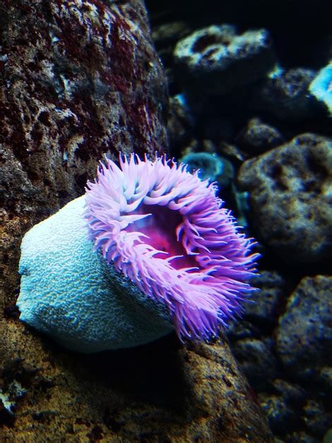 Premium Photo Photo Of Aquatic Ecosystem Of Anemones In The Aquarium