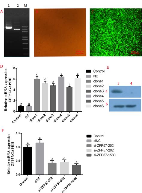 Figure From Zfp Regulates Dna Methylation Of Imprinted Genes To