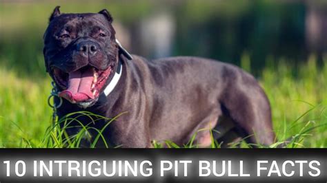 10 Intriguing Pit Bull Facts Youtube