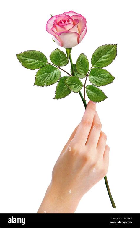 Beautiful Woman Hand Holding A Red Rose On A White Isolated Background