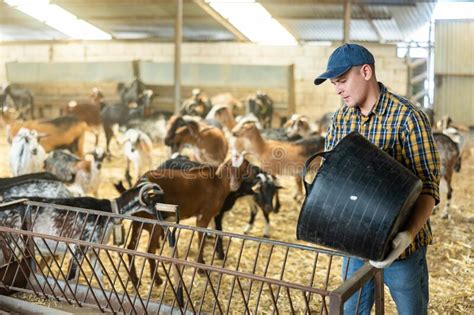 Farmer Pouring Feed From Bucket Into Feeder For Goats In Stall Stock