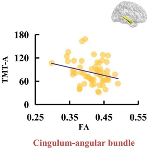 The Correlation Between The Average Fa Of White Matter Tracts And Tmta