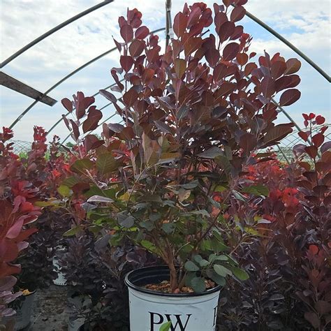 Winecraft Black® Smokebush Plant Addicts