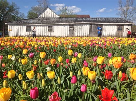 Holland In Haymarket Festival Of Tulips Melaniesams Flickr