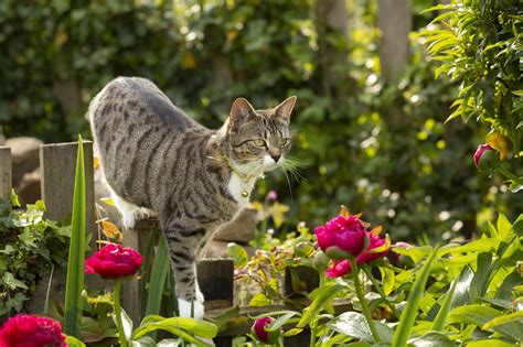 Is Cat Poop Toxic To Dogs