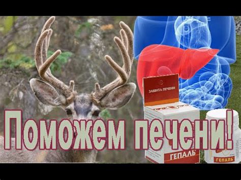 Как помочь печени - YouTube