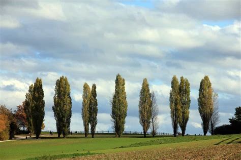 How to Grow Poplar Tree: A Guide to Propagation, Planting, and Care