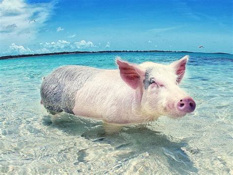 Pig Beach in the Bahamas: A Unique and Enchanting Destination - zany ...