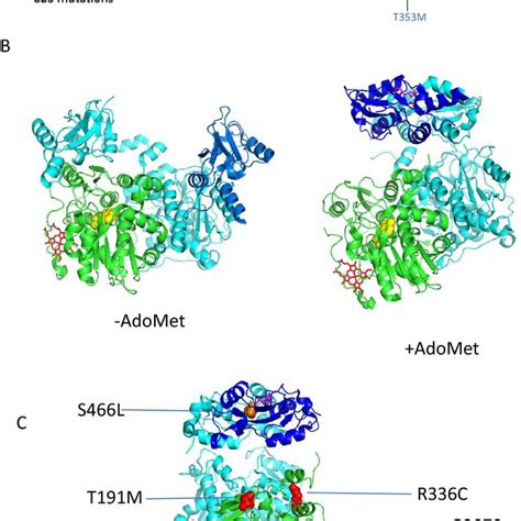 Human CBS Structure And Mutations A One Dimensional Drawing Showing