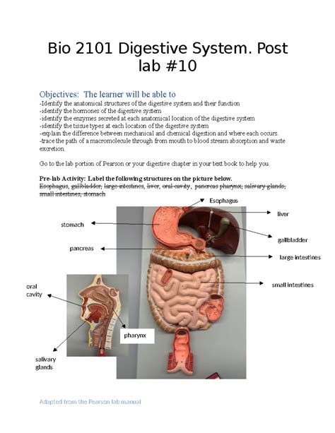 Bio Digestive System Post Lab Bio Digestive System