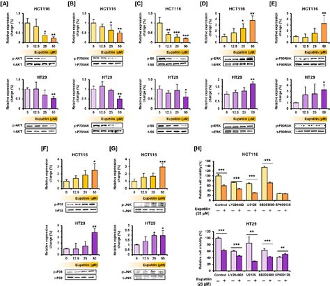 Figure 4 From Eupatilin Impacts On The Progression Of Colon Cancer By