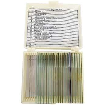 Cole Parmer Essentials Prepared Microscope Slide Set Protozoa And