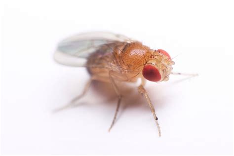 Types of Fruit Flies | Fruit Fly Species | TERRO®